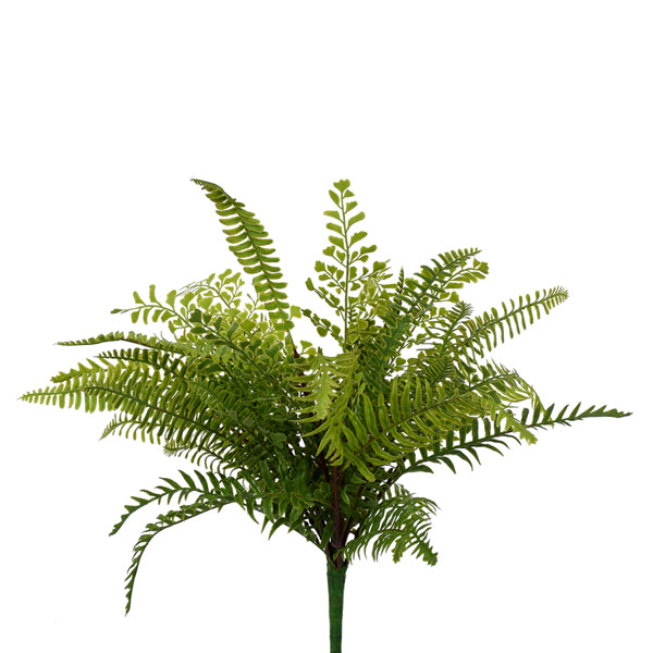 Mix Maiden Hair Bush